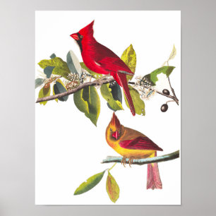 Kardinaal Grosbeak door John James Audubon Poster