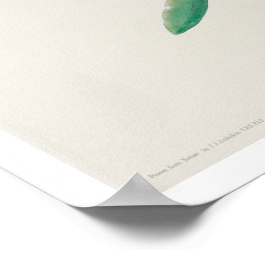 Kardinaal Grosbeak door Poster van Audubon (Hoek)