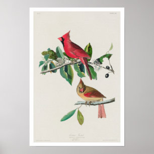 Kardinaal Grosbeak door Poster van Audubon