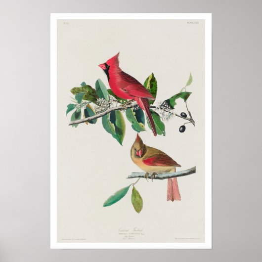 Kardinaal Grosbeak door Poster van Audubon (Voorkant)