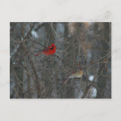 Kardinaal haar briefkaart (Voorkant)