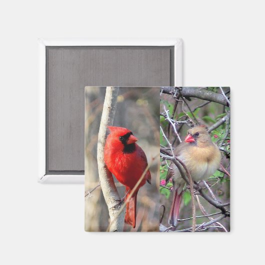 Kardinaal haar magneet (Voorkant / Achterkant)