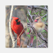 Kardinaal haar magneet (Voorkant)