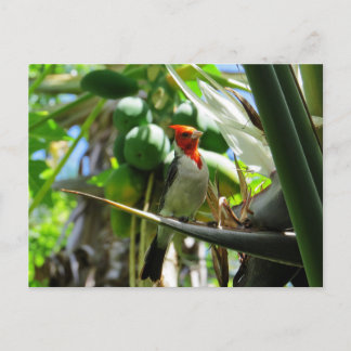 Kardinaal Hawaii-vogel van Paradise Coconuts Briefkaart