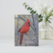 Kardinaal hek - 2009 briefkaart (Staand voorkant)