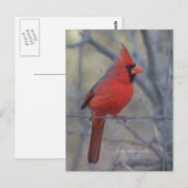 Kardinaal hek - 2009 briefkaart (Voorkant / Achterkant)