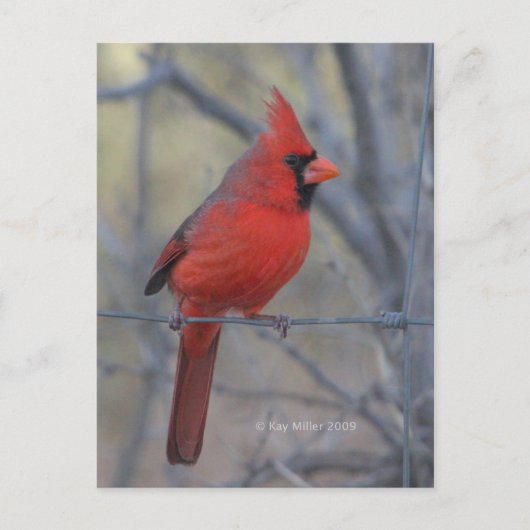 Kardinaal hek - 2009 briefkaart (Voorkant)