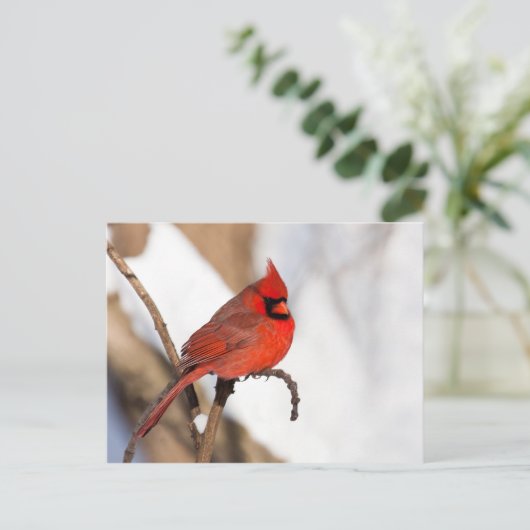 Kardinaal II Briefkaart (Staand voorkant)