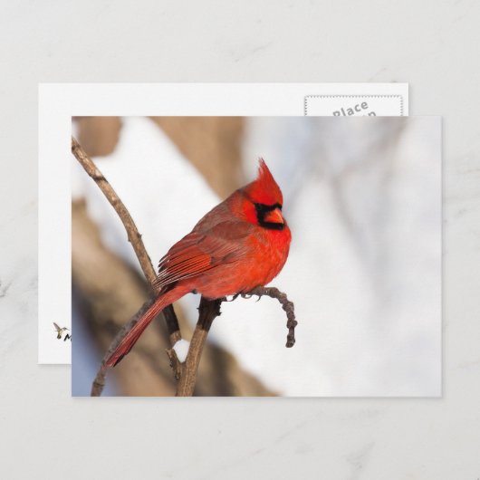 Kardinaal II Briefkaart (Voorkant / Achterkant)