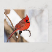 Kardinaal II Briefkaart (Voorkant)