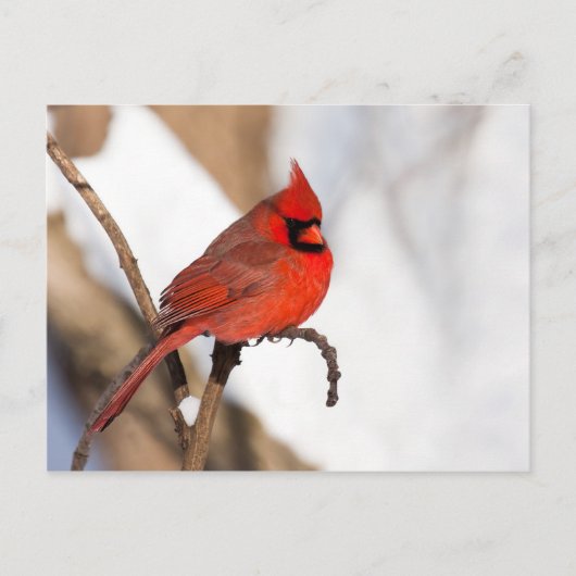 Kardinaal II Briefkaart (Voorkant)