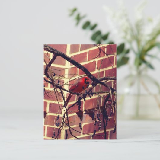 Kardinaal in 43's bibliotheek briefkaart (Staand voorkant)