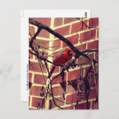 Kardinaal in 43's bibliotheek briefkaart (Voorkant / Achterkant)