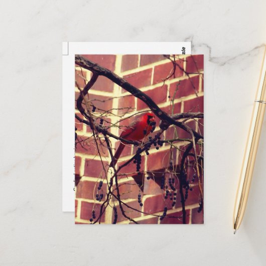 Kardinaal in 43's bibliotheek briefkaart (Voorkant / Achterkant in situ)