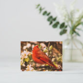 Kardinaal in Appelbloesems ATC Visitekaartje (Staand voorkant)