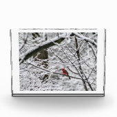 Kardinaal in de besneeuwde Bossen Fotoblokken (Voorkant)