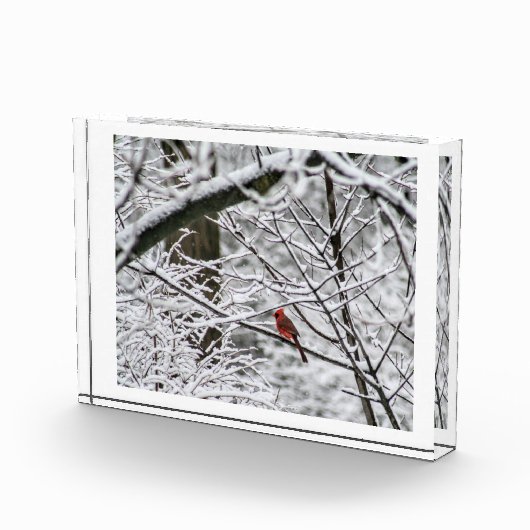 Kardinaal in de besneeuwde Bossen Fotoblokken (Rechts)