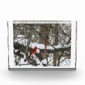 Kardinaal in de besneeuwde Bossen II Fotoblokken (Voorkant)