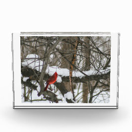 Kardinaal in de besneeuwde Bossen II Fotoblokken