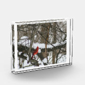 Kardinaal in de besneeuwde Bossen II Fotoblokken (Links)