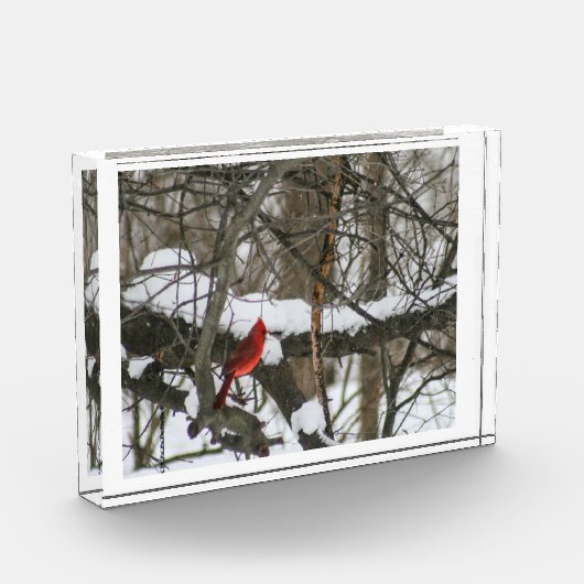 Kardinaal in de besneeuwde Bossen II Fotoblokken (Links)