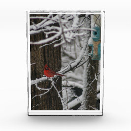 Kardinaal in de besneeuwde Bossen III Fotoblokken