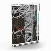 Kardinaal in de besneeuwde Bossen III Fotoblokken (Links)