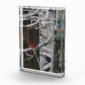 Kardinaal in de besneeuwde Bossen III Fotoblokken (Rechts)