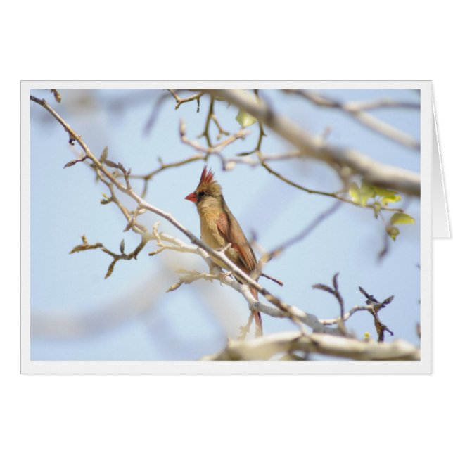 Kardinaal in de lente (Voorkant Horizontaal)