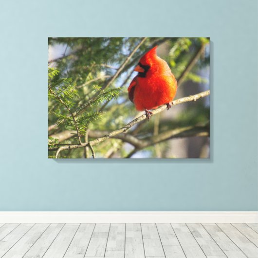 Kardinaal in de pijnbomen canvas afdruk (Insitu (Houten vloer))