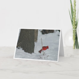 Kardinaal in de sneeuw kaart