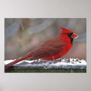 Kardinaal in de sneeuw poster