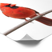 Kardinaal in de sneeuw poster (Hoek)