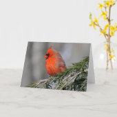 Kardinaal in de wenskaarten kaart (Gele Bloem)