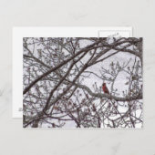 Kardinaal in een boom briefkaart (Voorkant / Achterkant)