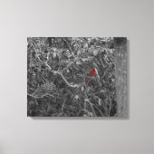 Kardinaal in een boom Uitgerekte Canvas Print (Voorkant)