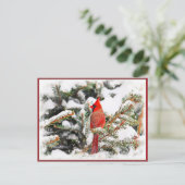 Kardinaal in een dennenboom briefkaart (Staand voorkant)