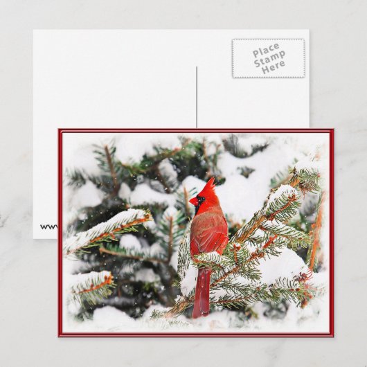 Kardinaal in een dennenboom briefkaart (Voorkant / Achterkant)