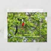 Kardinaal in een honingmolen briefkaart (Voorkant / Achterkant)