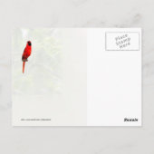 Kardinaal in een honingmolen briefkaart (Achterkant)