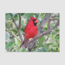 Kardinaal in een Lemon-boom - Weefpapier