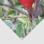 Kardinaal in een Lemon-boom - Weefpapier Tissuepapier (Detail)