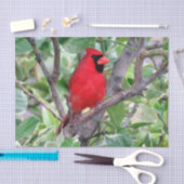Kardinaal in een Lemon-boom - Weefpapier Tissuepapier (Craft)