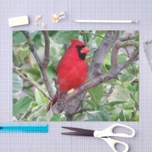 Kardinaal in een Lemon-boom - Weefpapier Tissuepapier (Craft)