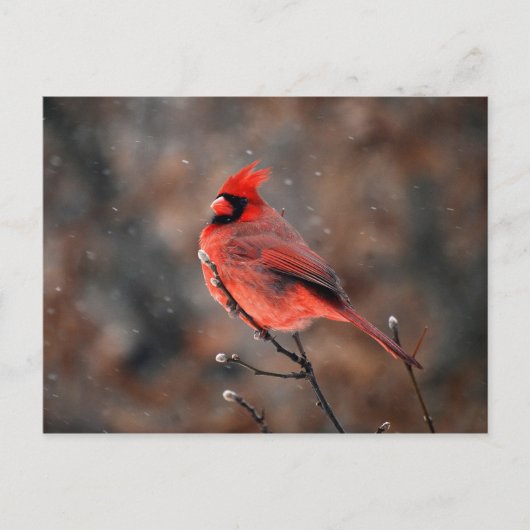 Kardinaal in een sneeuwstorm Briefkaart (Voorkant)