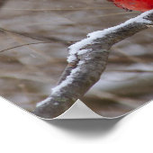 Kardinaal in een Snowstorm Poster (Hoek)