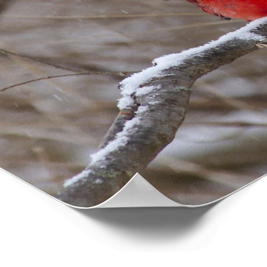 Kardinaal in een Snowstorm Poster (Hoek)