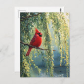 Kardinaal in een wilgenboom briefkaart (Voorkant / Achterkant)