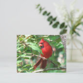 Kardinaal in Holly Briefkaart (Staand voorkant)