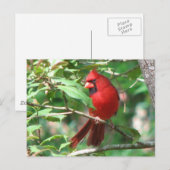 Kardinaal in Holly Briefkaart (Voorkant / Achterkant)